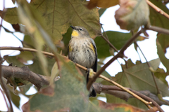 Setophaga coronata auduboni