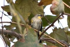 Setophaga coronata auduboni