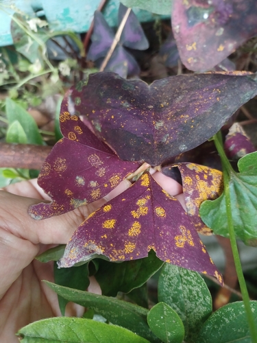 Puccinia oxalidis