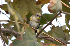 Setophaga coronata auduboni