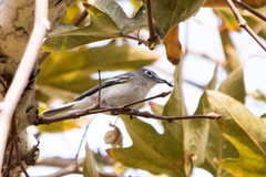 Vireo plumbeus