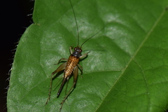 Orthoptera