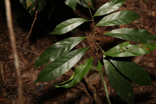Image of Elaeocarpus eumundi by (c) Greg Tasney, some rights reserved (CC BY-SA)