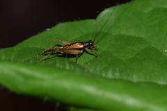 Orthoptera