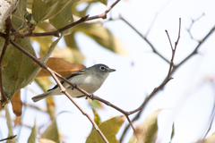 Vireo plumbeus