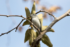Vireo plumbeus