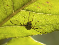 Zeugodacus depressus