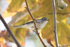 Vireo plumbeus