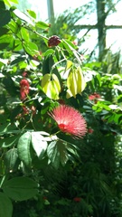 Calliandra