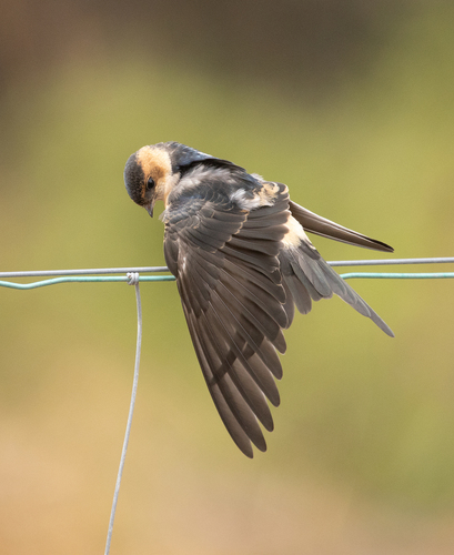 Hirondelle rousseline