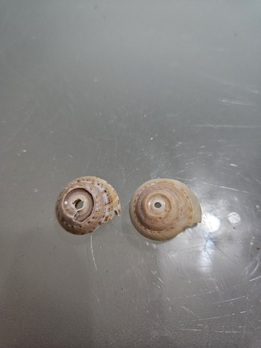 Adelphotectonica reevei observed 2023-05-28