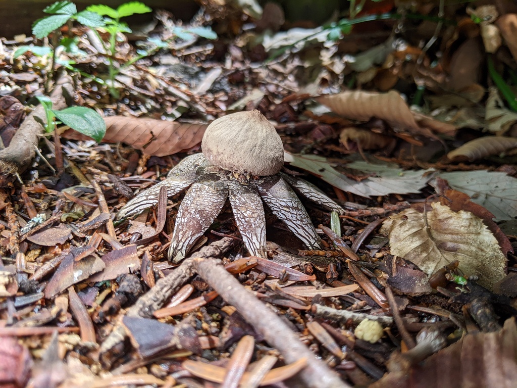 Astraeus hygrometricus · May 2023 · photo: © timur_kalininsky (iNaturalist, cc-by)