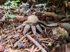 Astraeus hygrometricus