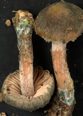 Inocybe caerulata