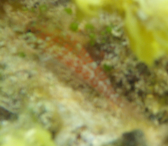 Malacoctenus triangulatus