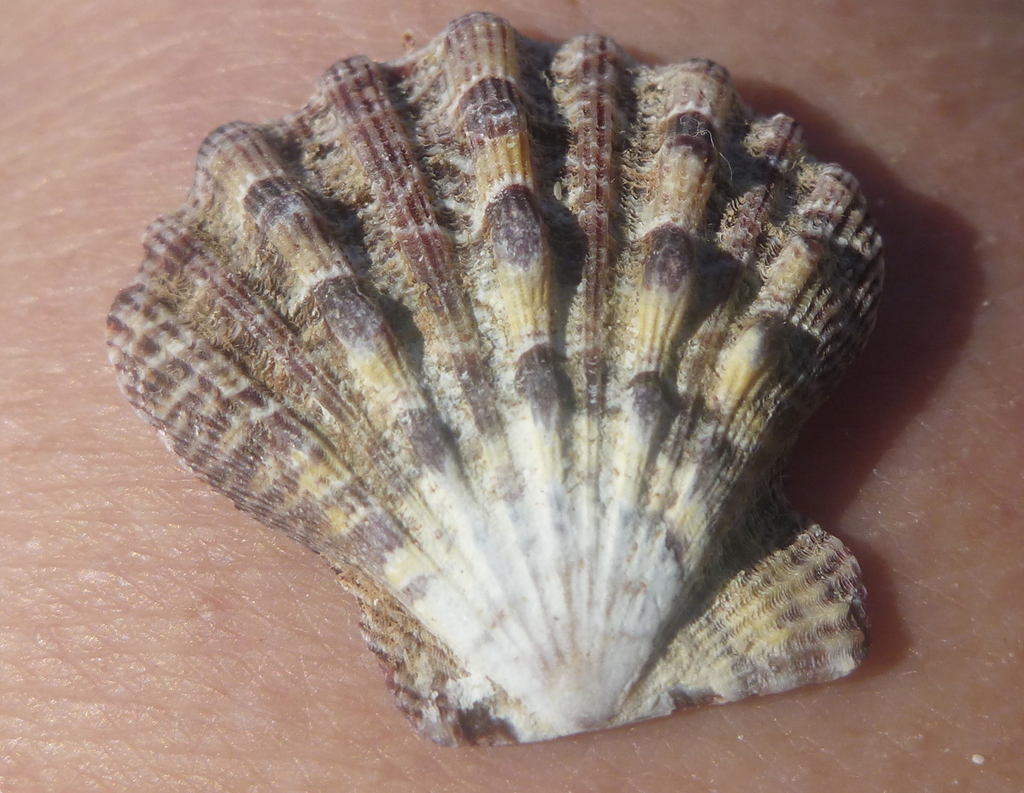 Giant Lion's Paw