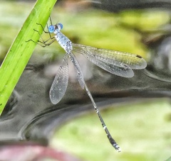 Lestes praemorsus