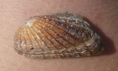 Carditamera affinis image
