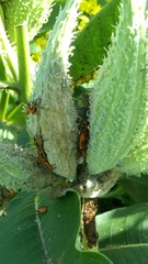 Oncopeltus fasciatus