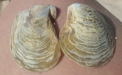 Pinctada mazatlanica