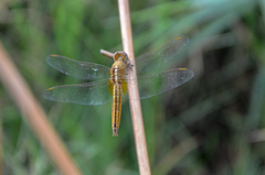 Crocothemis servilia