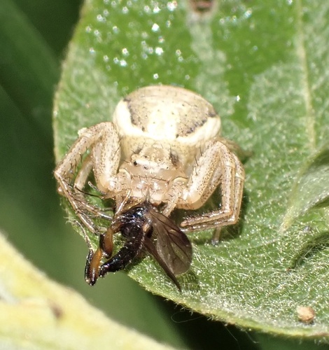 Swamp Crab Spider, Udenhout, Brabant, NL, photo 5 of 10