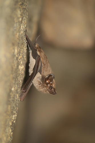 Coastal Sheath-tailed Bat