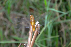 Crocothemis servilia