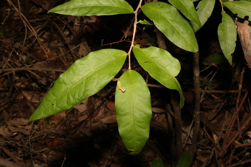 Image of Hedraianthera porphyropetala by (c) Greg Tasney, some rights reserved (CC BY-SA)