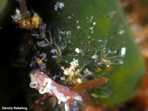 Representative image of Walkeria uva