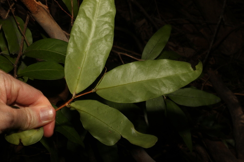 Image of Hedraianthera porphyropetala by (c) Greg Tasney, some rights reserved (CC BY-SA)