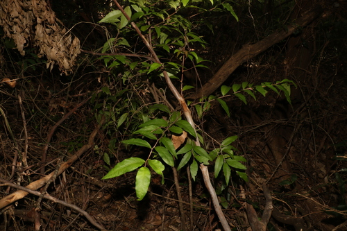 Image of Hedraianthera porphyropetala by (c) Greg Tasney, some rights reserved (CC BY-SA)
