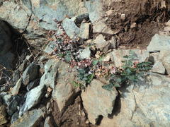 Paragymnopteris marantae marantae
