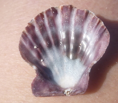 Nodipecten subnodosus