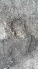 Crotalus molossus oaxacus