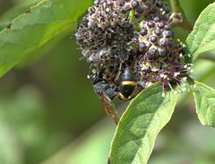 Orancistrocerus drewseni