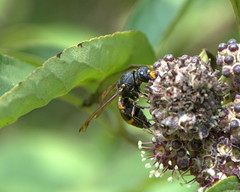 Orancistrocerus drewseni