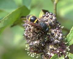 Orancistrocerus drewseni