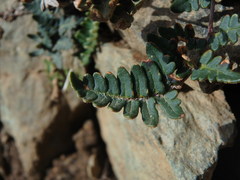Paragymnopteris marantae marantae