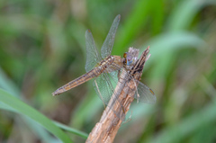 Crocothemis servilia