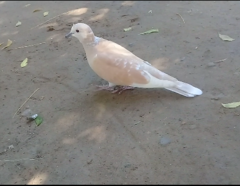 Streptopelia decaocto