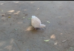 Streptopelia decaocto