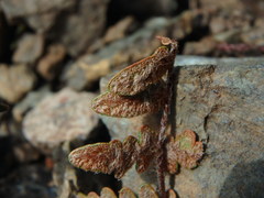 Paragymnopteris marantae marantae