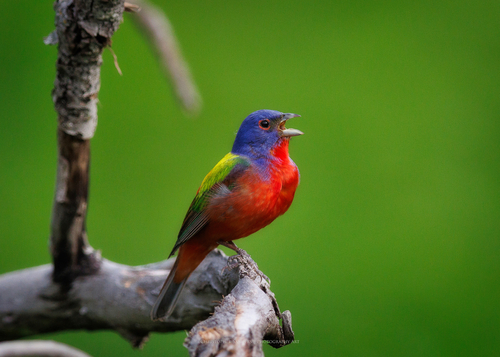 Painted Bunting, photo 7 of 7