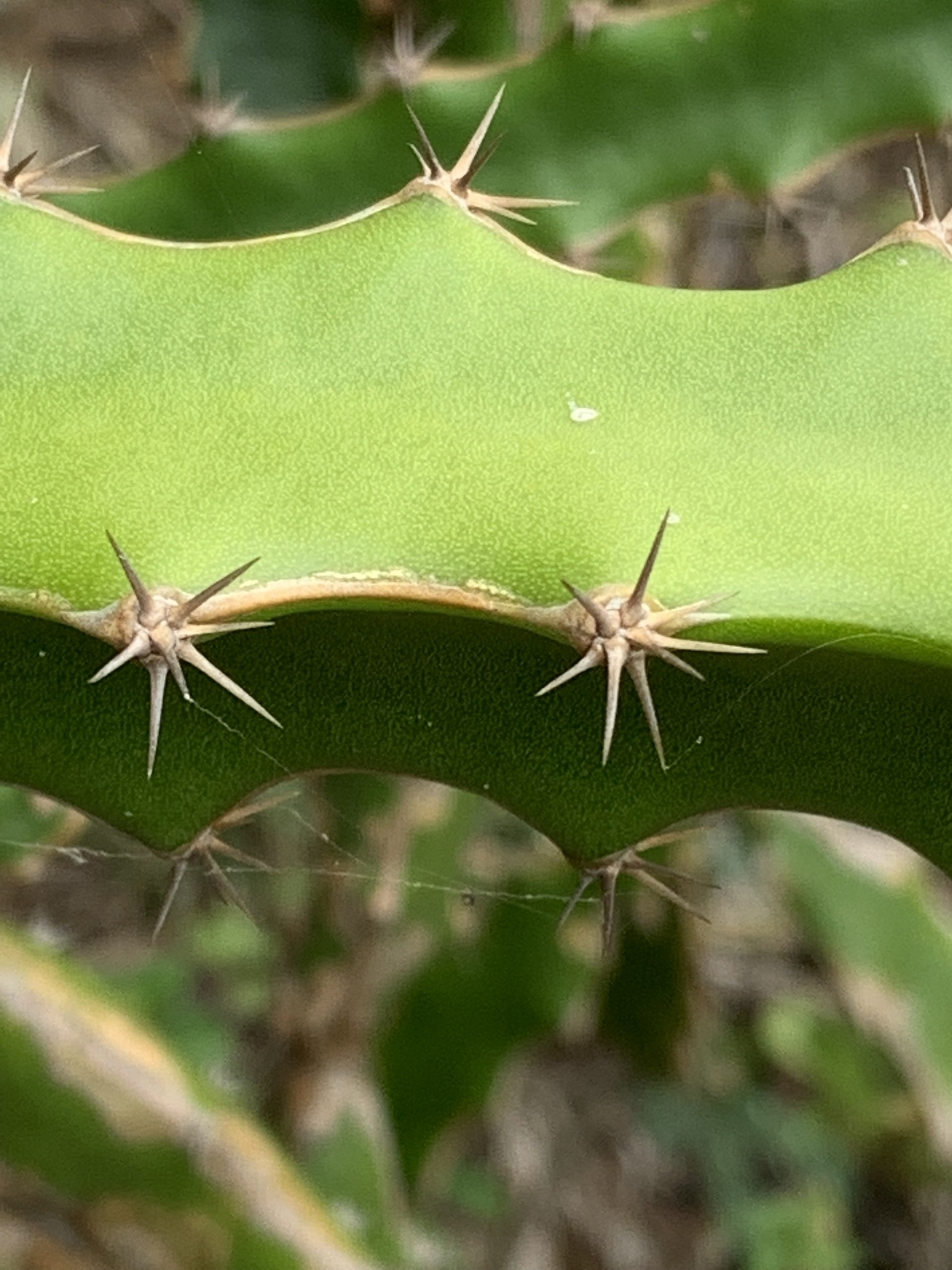 Selenicereus triangularis (L.) D.R.Hunt
