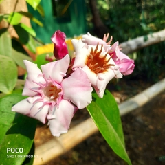 Nerieae