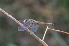 Crocothemis servilia
