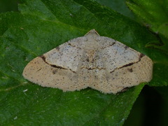 Frederickia flaviterminata