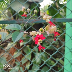 Clerodendrum thomsoniae