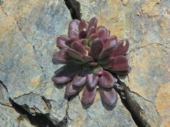 Sedum microstachyum